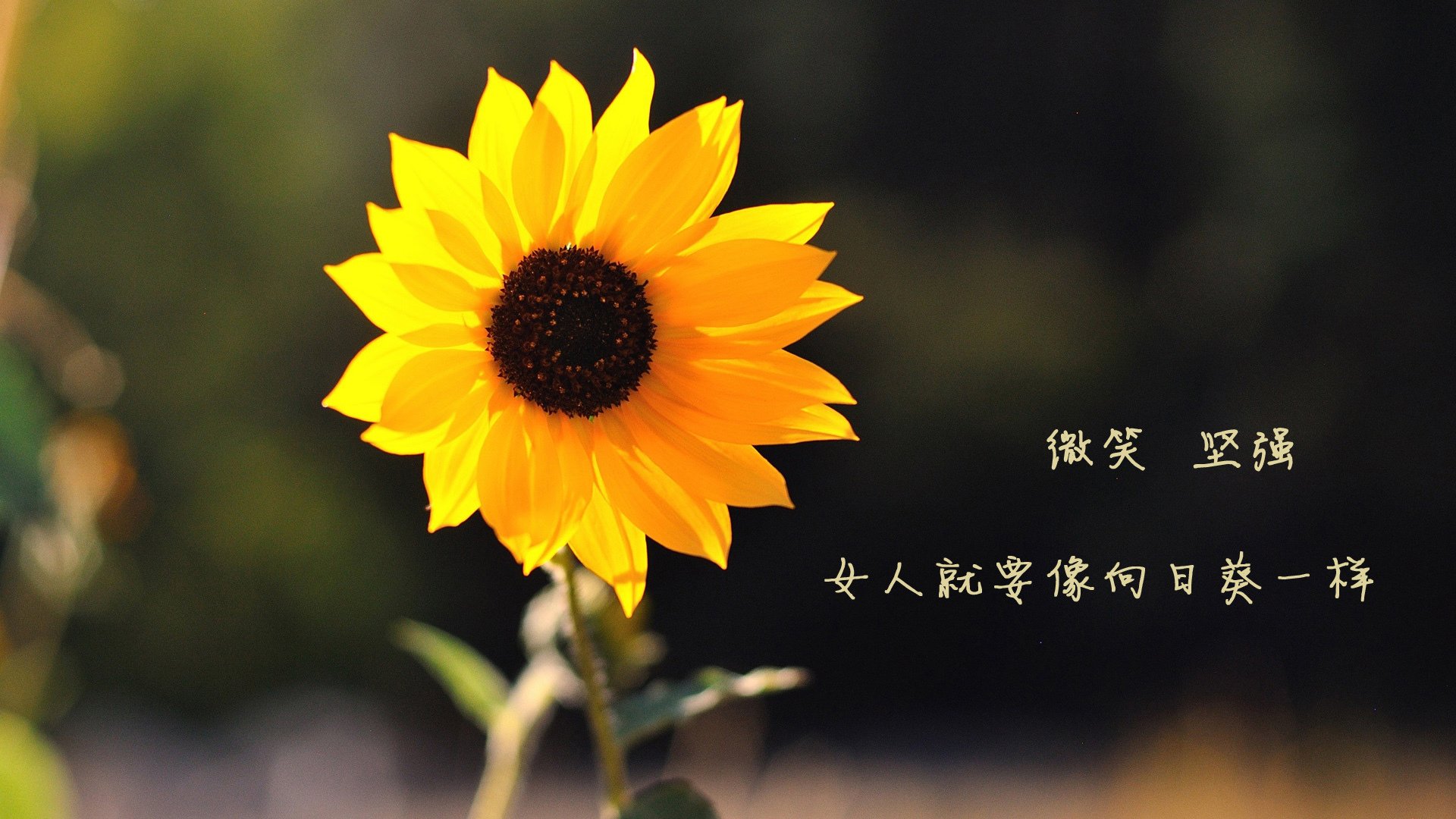 “沙滩手球与沙滩合球，天府新区双重竞技体验”